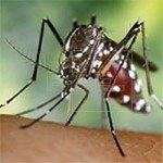 ejemplar de mosquito tigre, especie invasora