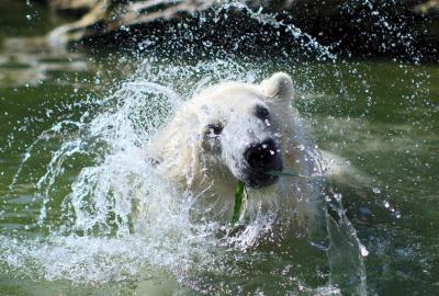 Un oso polar disfruta de un baño refrescante para combatir la ola de calor en el zoo Schoennbrunn en Viena.