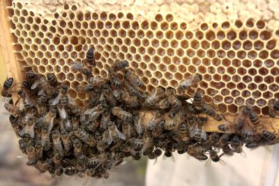 abejas en un panal