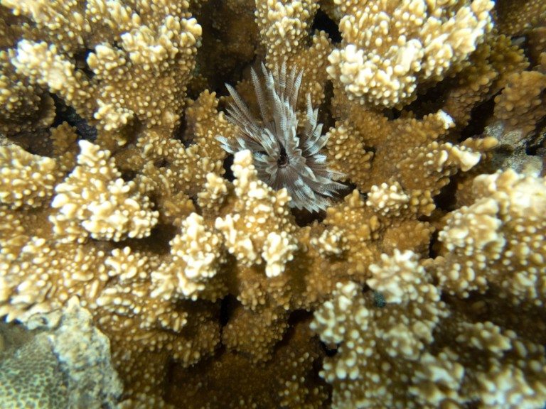 Esta foto muestra cómo uno de los corales del arrecife de Kanehone (Hawai) muestra síntomas de recuperación: la parte superior está blanca, pero el color marrón de la inferior indica que el coral se está reponiendo tras un episodio de blanqueamiento. En esta foto también puede apreciarse uno de los erizos plantados por los científicos en el arrecife para que deprede las algas invasoras. EFE/Heather Kuhlken