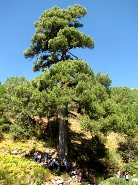 Imagen del pino "Aprisquillo", candidato español a "Árbol Europeo del Año 2017". EFE /Ayto. La Adrada