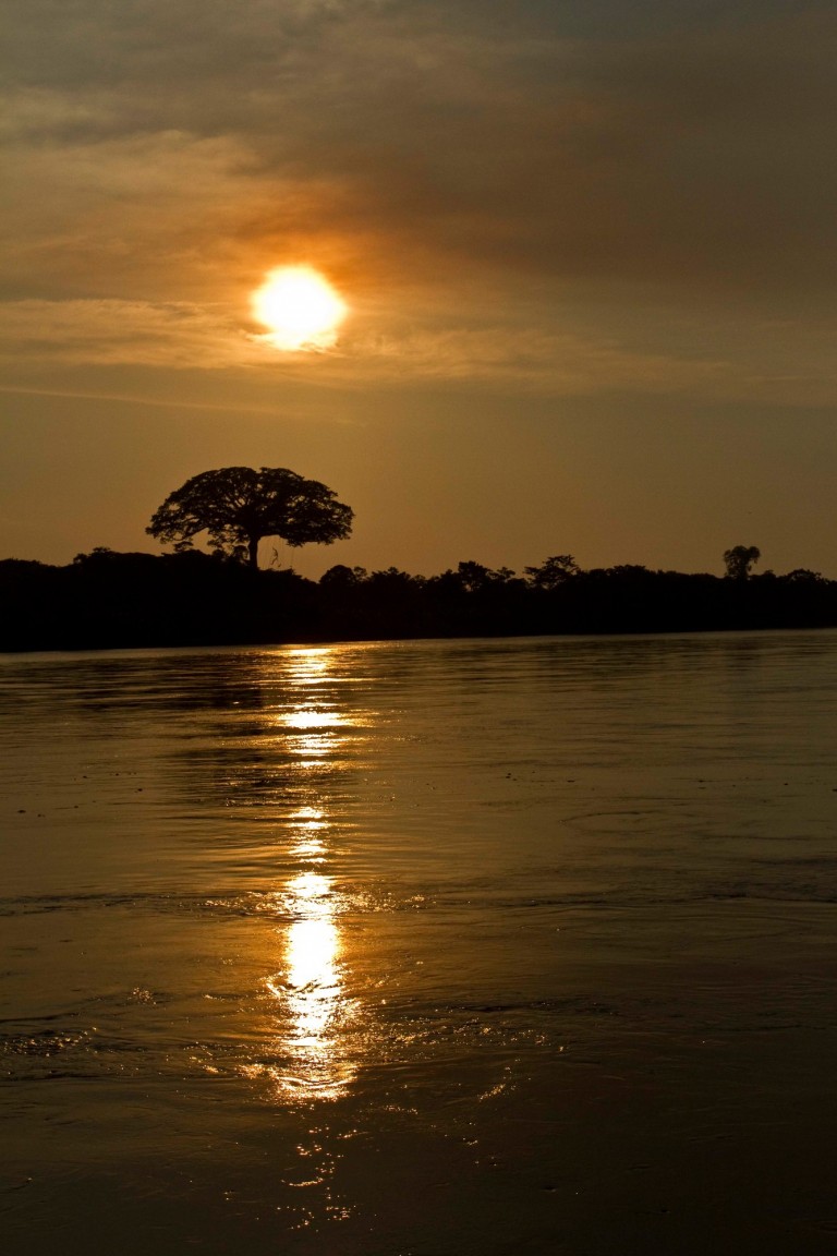 The Ceiba, from the Genus Ceiba, one of the sacred trees for the local communities of the Amazon. Puerto Leguizmo, Colombia, Putumayo river.Working with protected areas in the border areas of Ecuador, Peru and Colombia