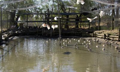 Algunos pollos de focha cornuda y de cerceta pardilla, nacidos en cautividad en la Cañada de los Pájaros, humedal estratégico del Espacio Natural de Doñana