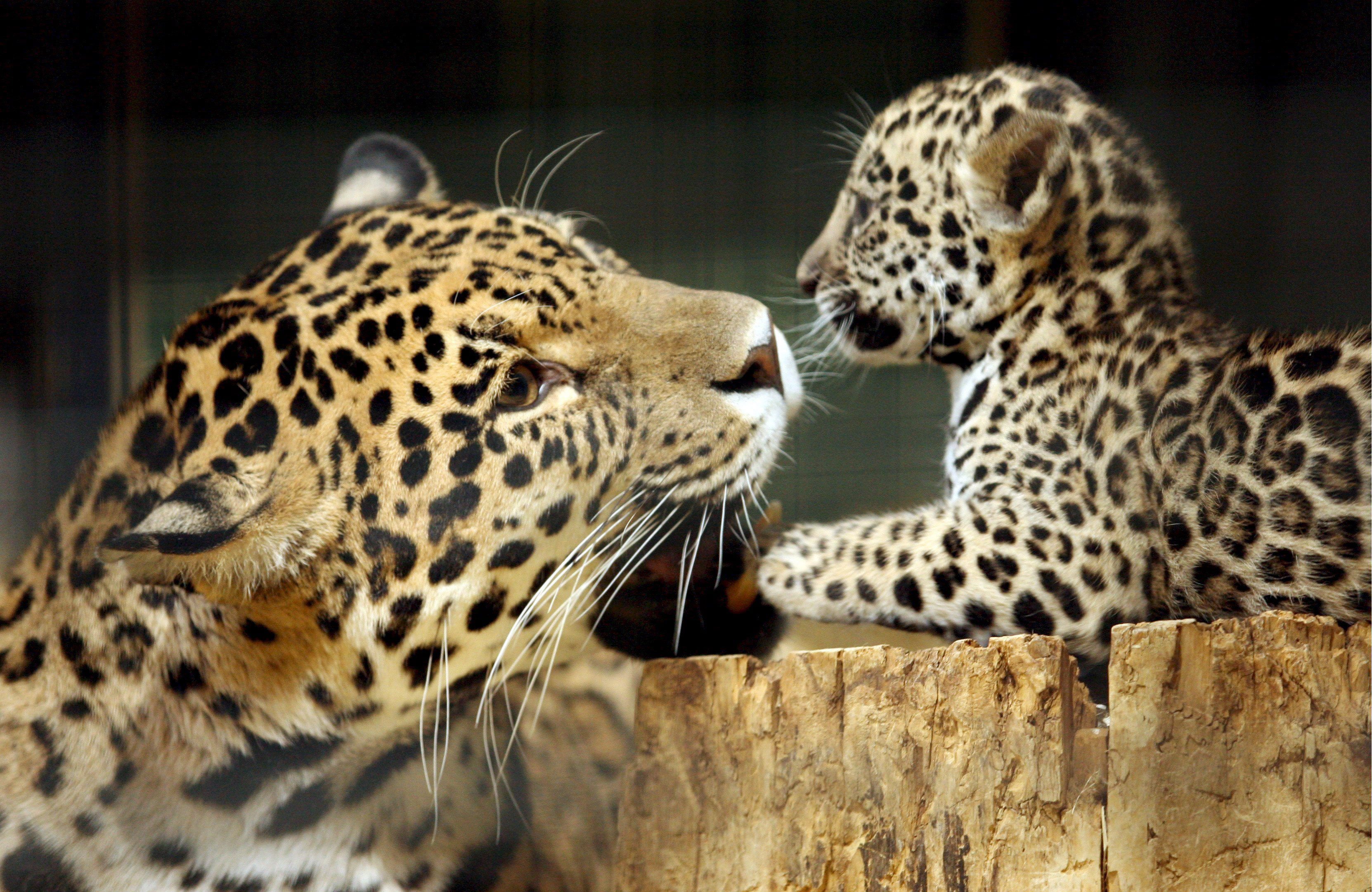 El jaguar de los bosques de Panamá, más protegido