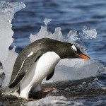 FAUNA Y PAISAJES DE LA ANTÁRTIDA