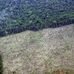 Deforestated land in Indragiri Hulu