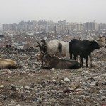 Urban waste crisis in India