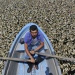 CIENTOS DE MILES DE PECES MUEREN POR CONTAMINACIÓN CON MELAZA
