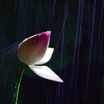 Lotus blossom at Kwangok-pond