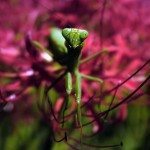 A Mantis religiosa sits on a red spider lily.