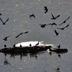 EL AZUD DE BADAJOZ HA GENERADO UN ECOSISTEMA ÚNICO PARA VARIAS ESPECIES