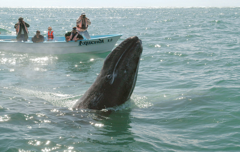 Eschrichtius robustus Gray (also called Grey) whale surfacing, tourists watching from small boats. Baja California, Mexico.